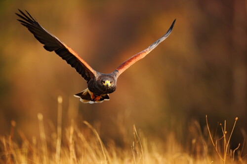 Animals-Eagle_098.jpg