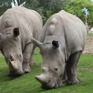 Animals-Rhino_06