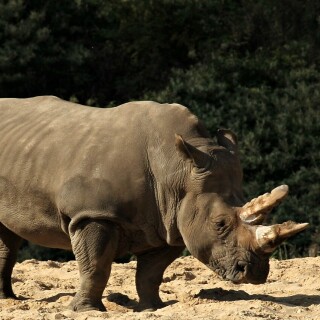 Animals-Rhino_13