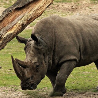 Animals-Rhino_17