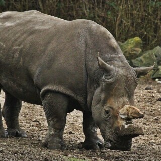 Animals-Rhino_18