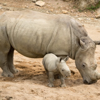 Animals-Rhino_67