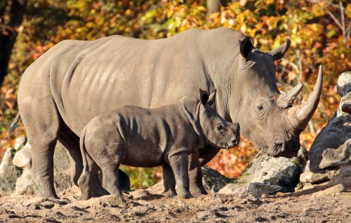 Animals-Rhino_76.jpg