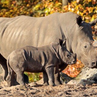 Animals-Rhino_76