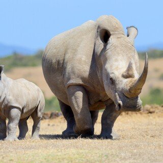 Animals-Rhino_80