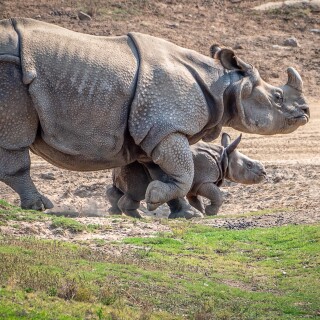 Animals-Rhino_82
