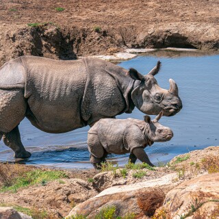 Animals-Rhino_91