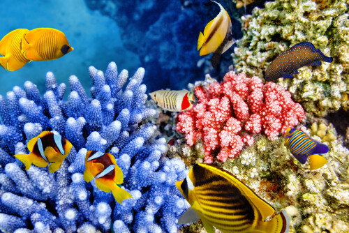 Nature Ocean 029