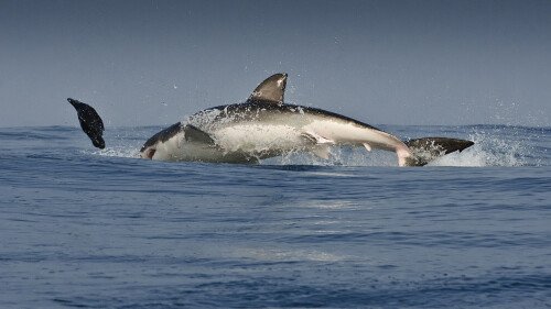animals sharks 02