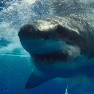 animals-sharks_03