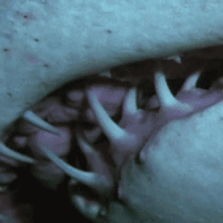animals-sharks_04