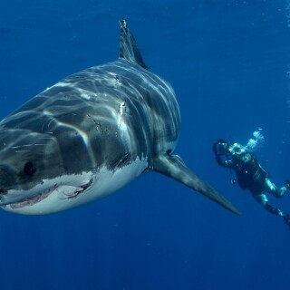animals-sharks_45