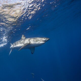 animals-sharks_65