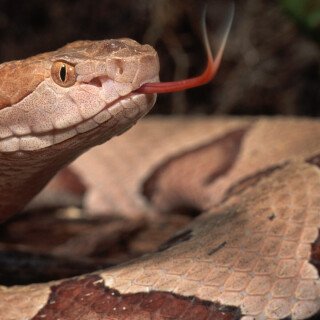 animals-snake_018