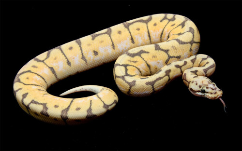 animals snake 021