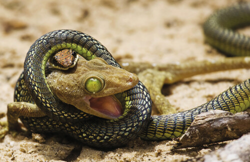 animals snake 031