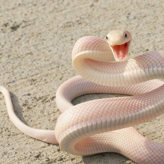 animals-snake_123