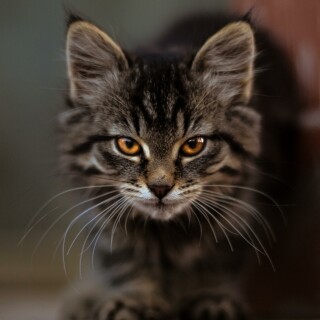 mobile-animal-cats_235