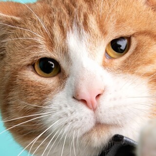 mobile-animal-cats_246