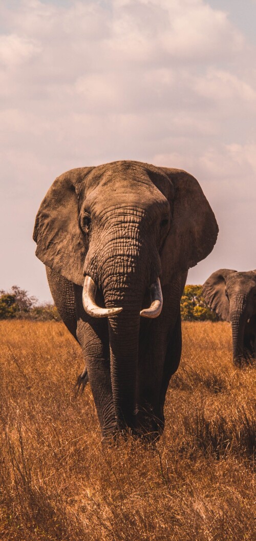 mobile-animal-elephant_05.jpg