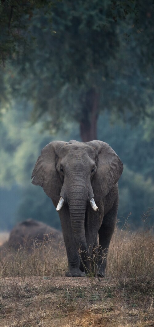 mobile-animal-elephant_08.jpg