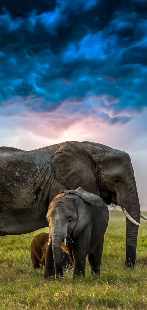 mobile-animal-elephant_09.jpg