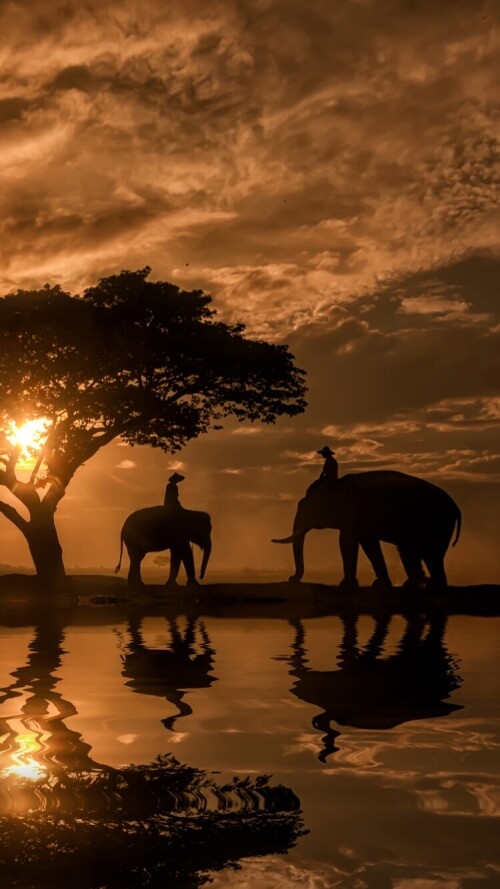 mobile-animal-elephant_13.jpg