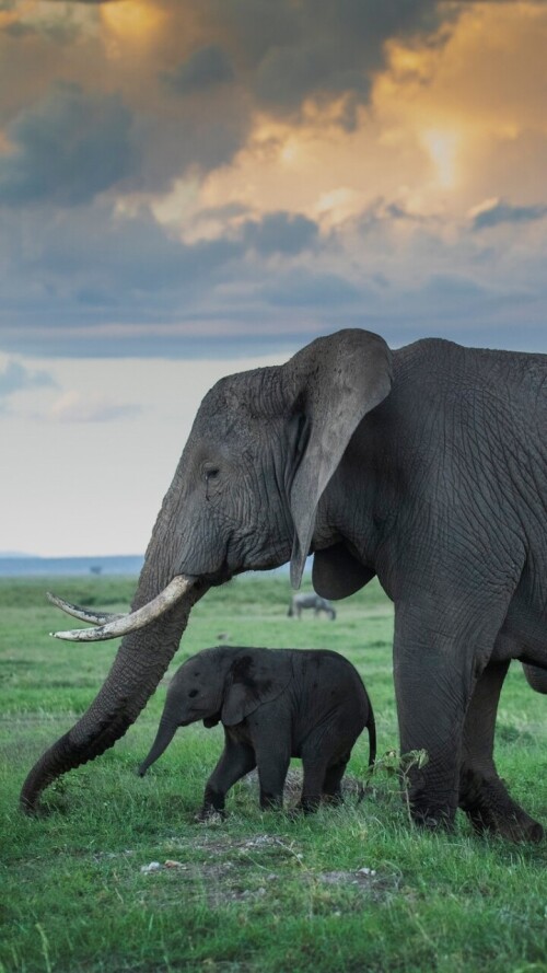 mobile-animal-elephant_17.jpg