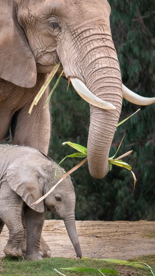 mobile-animal-elephant_19.jpg
