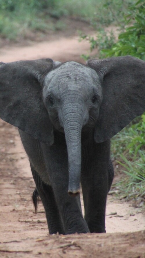 mobile-animal-elephant_20.jpg