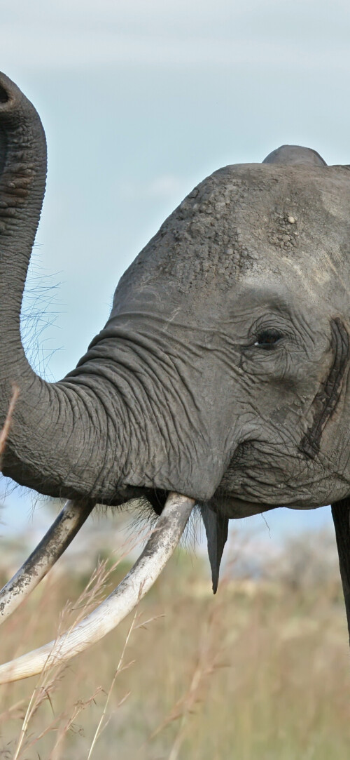 mobile-animal-elephant_24.jpg