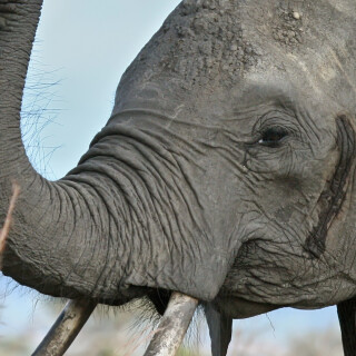 mobile-animal-elephant_24