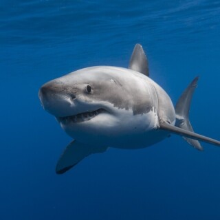 mobile-animal-shark_08