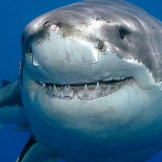 mobile-animal-shark_11