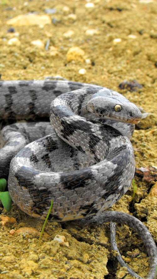 mobile-animal-snake_04.jpg