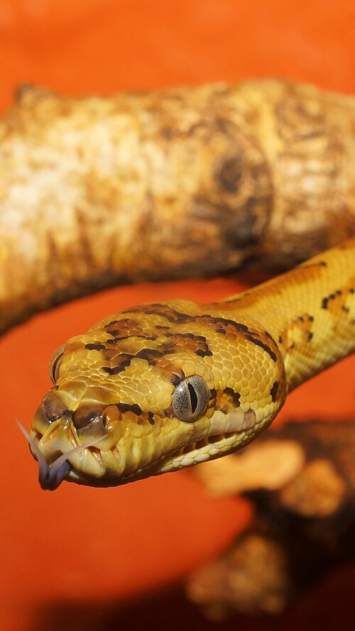 mobile-animal-snake_07.jpg