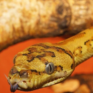 mobile-animal-snake_07