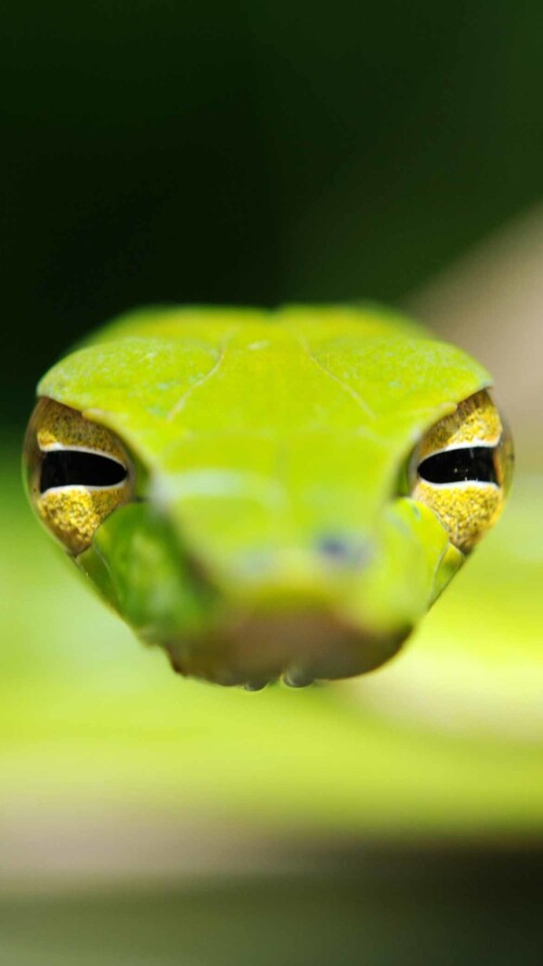 mobile-animal-snake_10.jpg