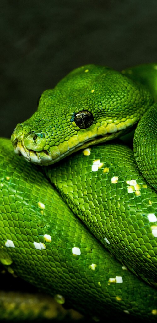 mobile-animal-snake_14.jpg