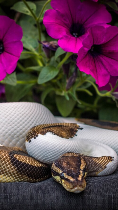 mobile-animal-snake_16.jpg