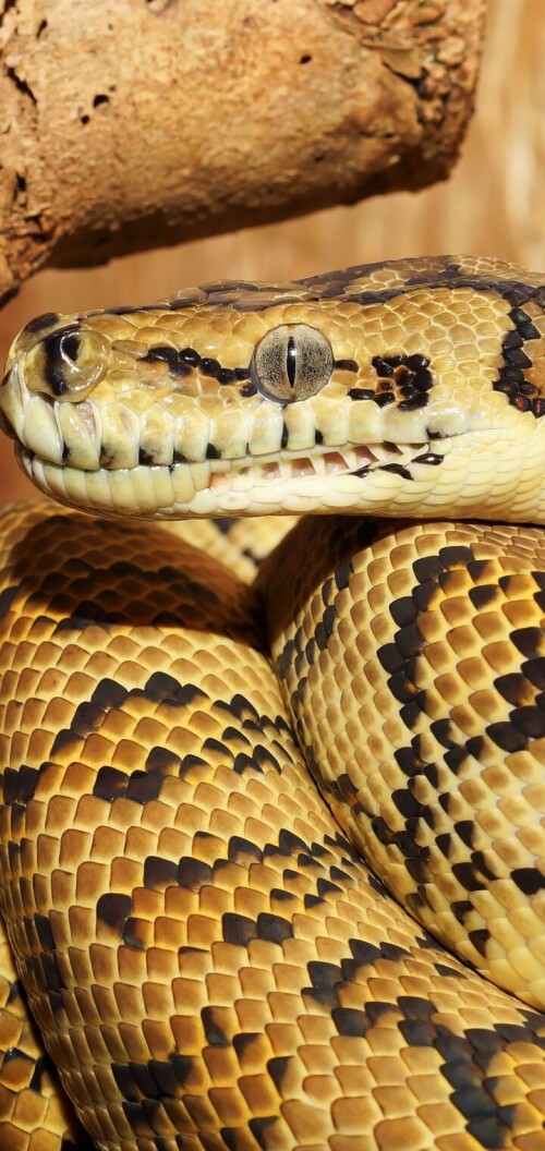 mobile-animal-snake_19.jpg