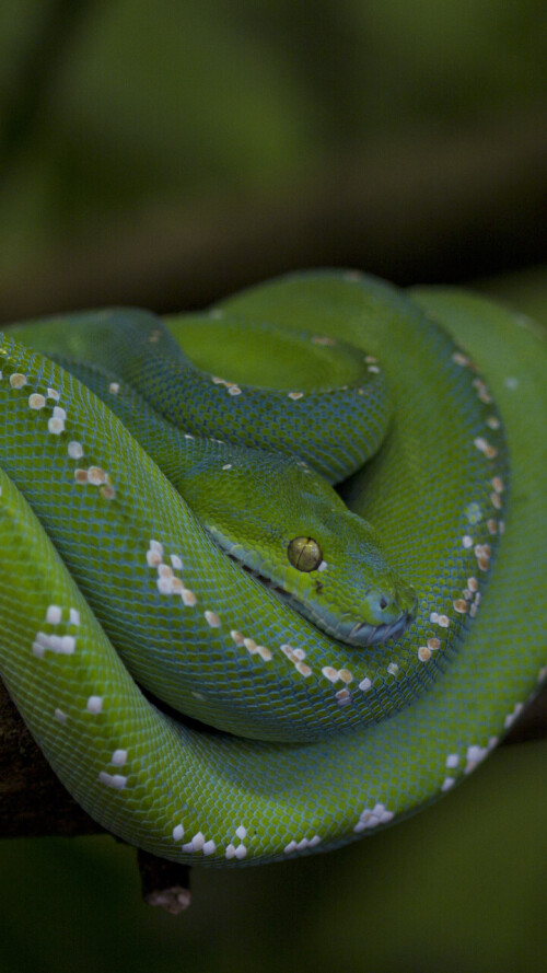mobile-animal-snake_22.jpg