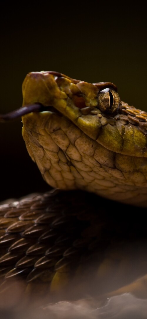 mobile-animal-snake_25.jpg