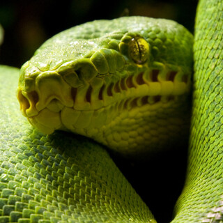 mobile-animal-snake_27