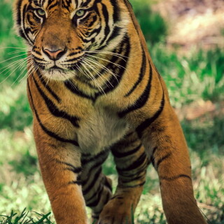 mobile-animal-tiger_006