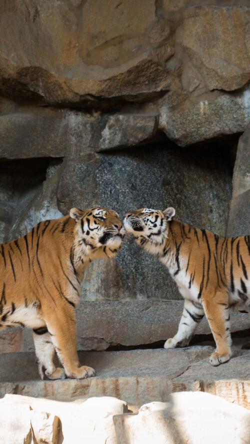 mobile-animal-tiger_011.jpg