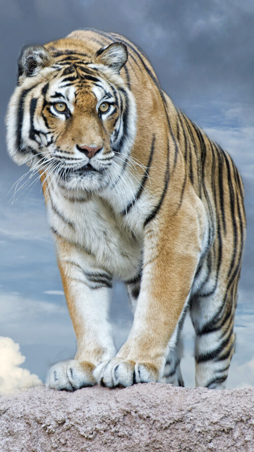mobile-animal-tiger_013.jpg