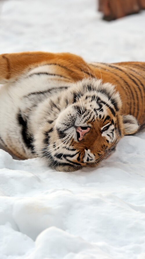 mobile-animal-tiger_014.jpg
