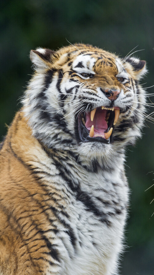 mobile-animal-tiger_016.jpg