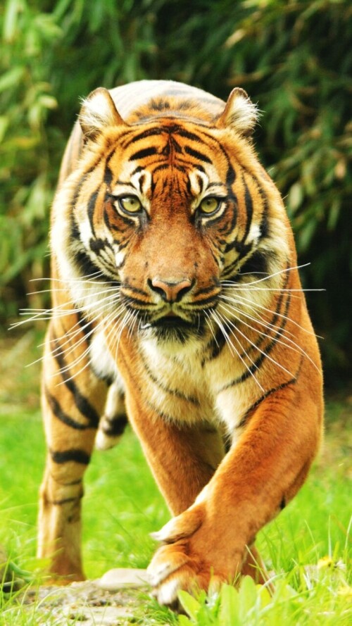 mobile-animal-tiger_017.jpg